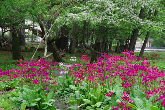 奥日光 6月から8月の花暦 お知らせ 奥日光湯元温泉 山の宿 公式ホームページ
